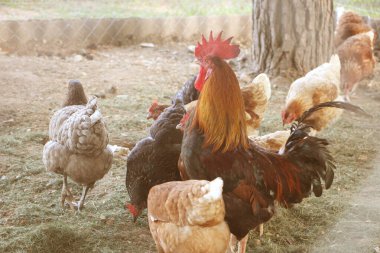 Horoz ve tavuklar bahçede. Seçici odak.