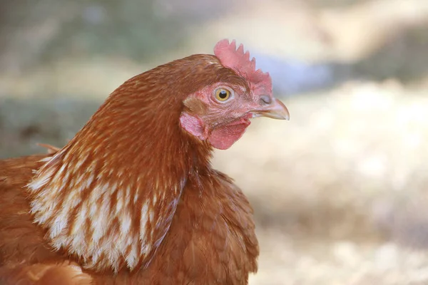 Portait Hen Poultery Doméstico Marrom Fazenda Foco Seletivo — Fotografia de Stock