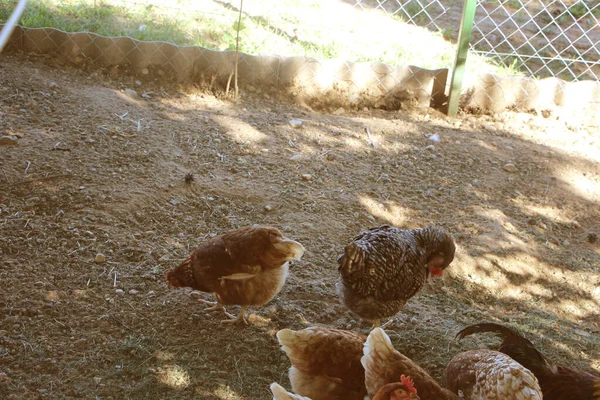 ケージの鶏無料または無料の範囲と抗生物質やホルモンフリー農業 — ストック写真
