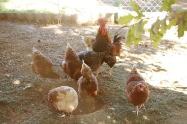 Çiftlik bahçesinde horoz ve tavuk. Seçici odak.