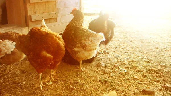 Gårdshönor Gården Selektivt Fokus Antibiotika Och Hormonfritt Jordbruk Naturligt Jordbruk — Stockfoto