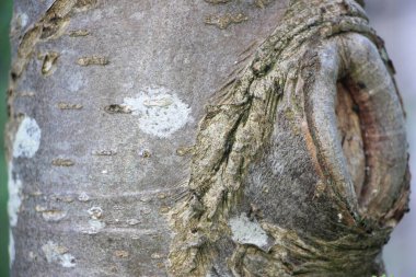 Ağaç gövdesi görünümü kapat
