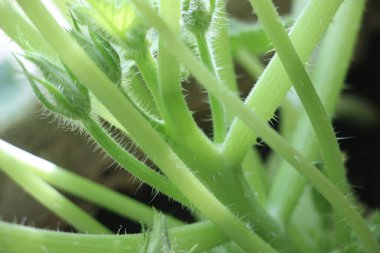 Güzel botanik fotoğrafı, doğal duvar kağıdı.