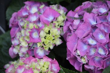 Tarlada çiçek güzel manzara 