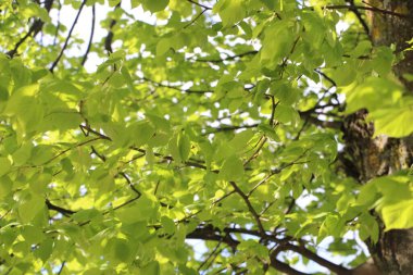 Ormandaki bir ağacın yeşil yaprakları
