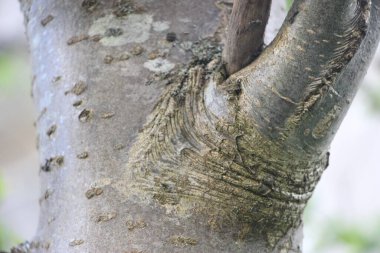 Ağaç gövdesi görünümü kapat