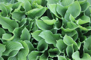 Taze yeşil yapraklar arka plan