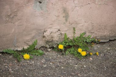 Karahindiba çiçekleri yakın görünüm 