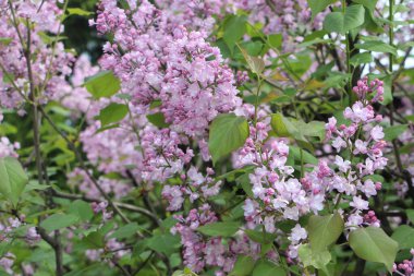 Tarlada çiçek güzel manzara 