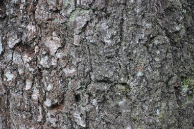 Ağaç gövdesi görünümü kapat