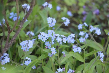 Tarlada çiçek güzel manzara 