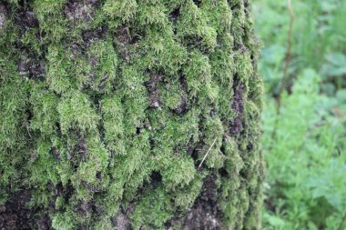 Ağaçta yeşil yosun var. Yaklaş.