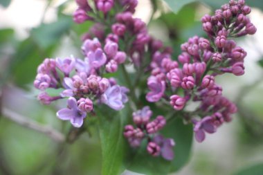 Tarlada çiçek güzel manzara 