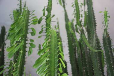 yeşil yapraklar yakın görünüm 