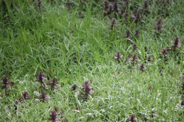 Tarlada çiçek güzel manzara 