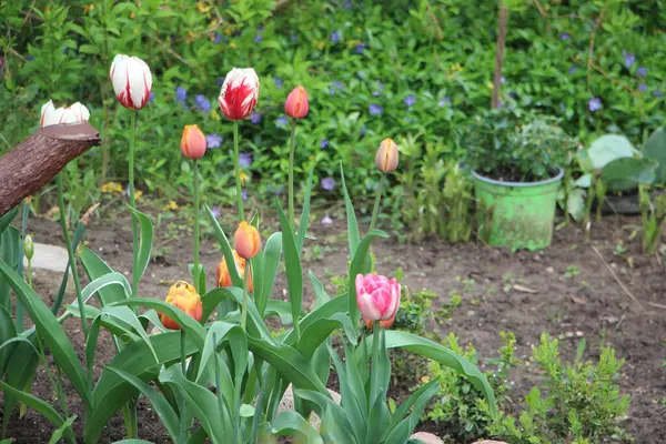 Tulipan Kwiat Zbliżenie Widok — Zdjęcie stockowe