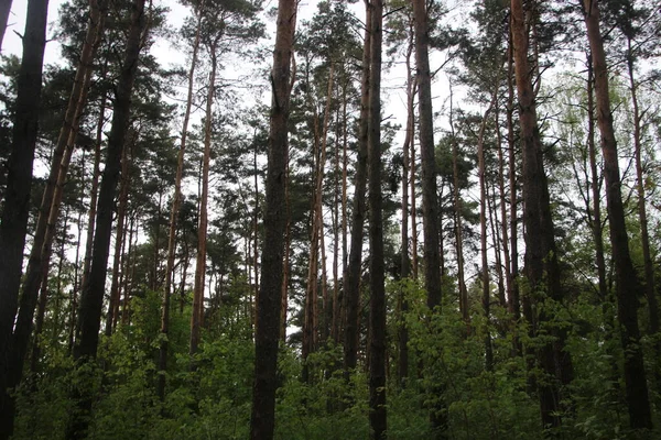 Widok Las Gałęzie Drzew Koncepcja Przyrody — Zdjęcie stockowe