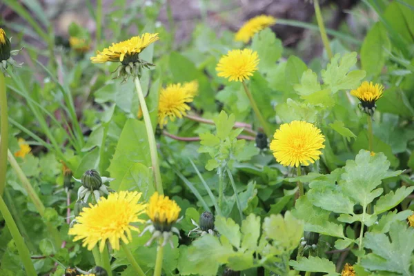 Dandelion Flowers Close View — Stock Photo, Image