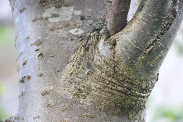 Ağaç gövdesi görünümü kapat