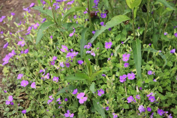 田野里的花美丽的景色 — 图库照片