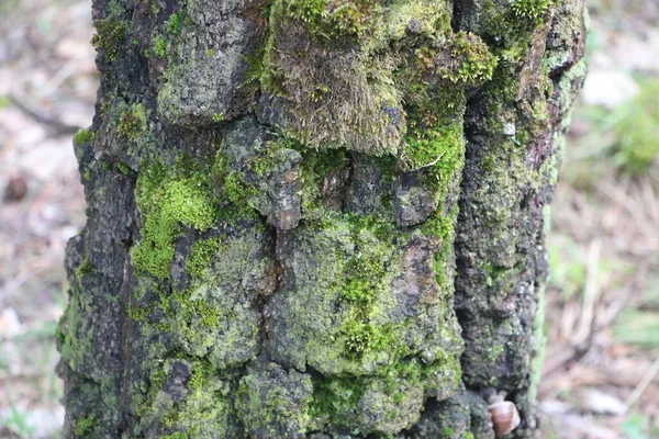 Baumrinde Natürliche Raue Textur Bavkround Naturkonzept — Stockfoto