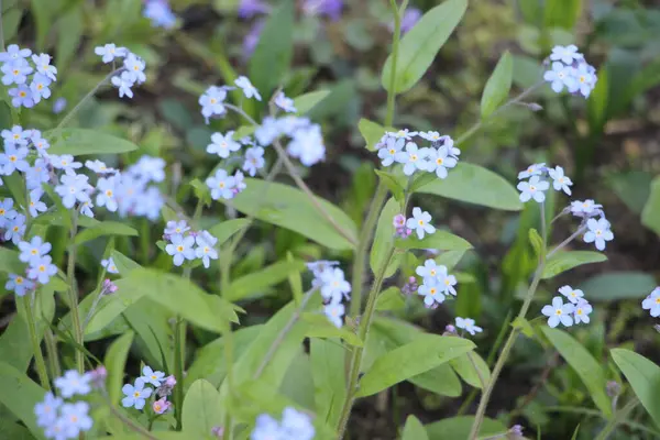 Blomma Fältet Vacker Utsikt — Stockfoto