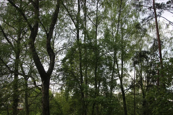 Tampilan Hutan Cabang Pohon Konsep Alam — Stok Foto