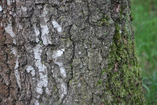 Grünes Moos Baum Aus Nächster Nähe — Stockfoto
