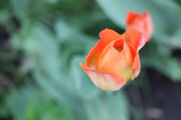 Piękny Wiosenny Widok Kwiat Bliska — Zdjęcie stockowe