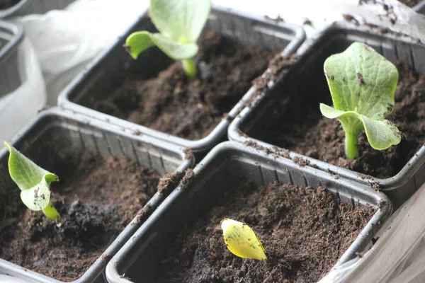 Seedlings Greenhouse New Life Concept — Stockfoto