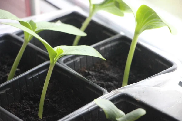 Seedlings Greenhouse New Life Concept — Stockfoto