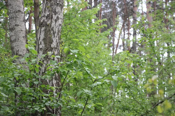 Вид Лес Ветви Деревьев Концепция Природы — стоковое фото
