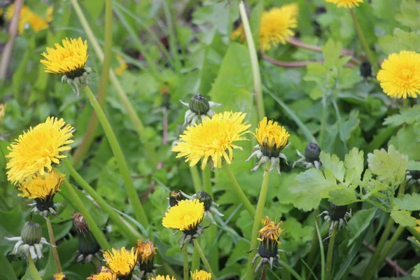 Blumenfeld Schöne Aussicht — Stockfoto