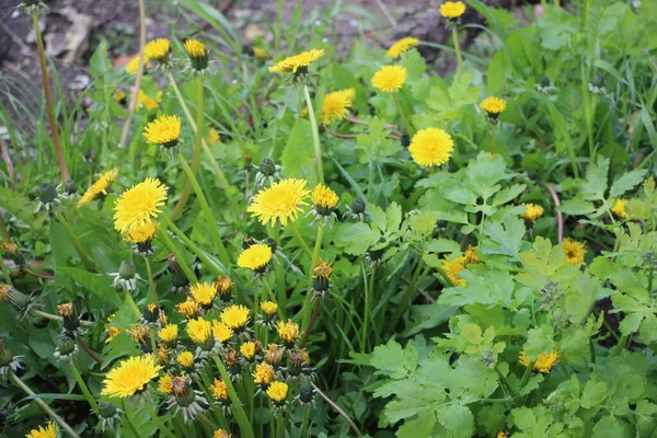 Dandelion Flowers Close View — Stock Photo, Image