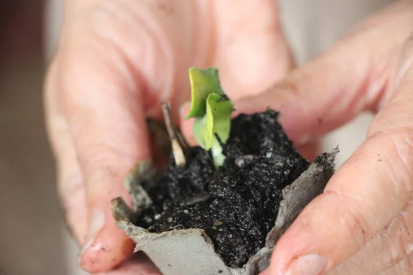 Seedlings Greenhouse New Life Concept — Stockfoto