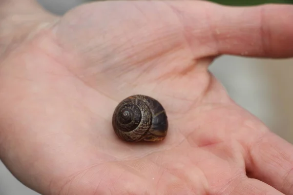 Pequeno Caracol Close Vista — Fotografia de Stock