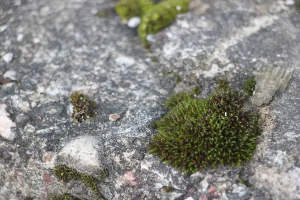 Grünes Moos Auf Den Felsen Aus Nächster Nähe — Stockfoto