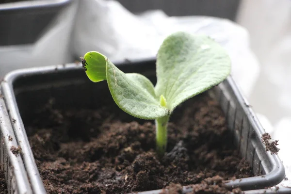 Seedlings Greenhouse New Life Concept — Stockfoto