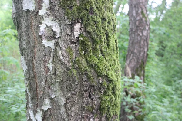 Visão Floresta Galhos Árvores Conceito Natureza — Fotografia de Stock