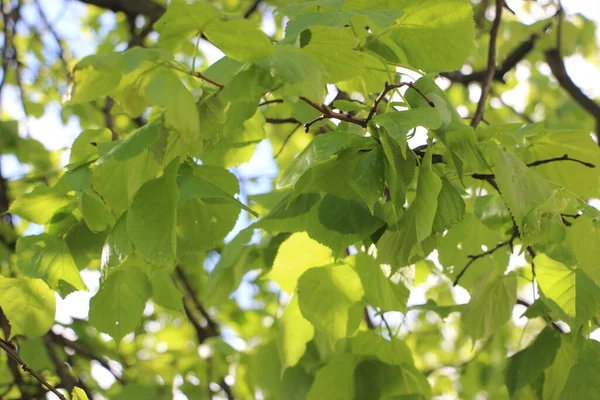 Folhas Verdes Vista Close — Fotografia de Stock