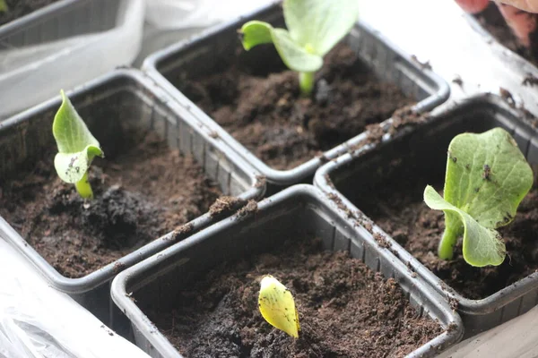 Seedlings Greenhouse New Life Concept — Stockfoto