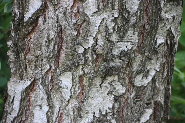 Pień Drzewa Widok Bliska — Zdjęcie stockowe