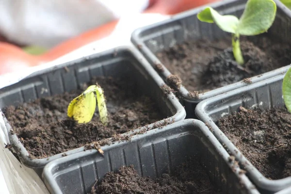 Seedlings Greenhouse New Life Concept — Stockfoto