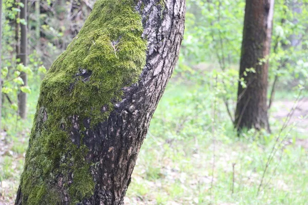 Träd Bark Naturlig Grov Textur Bavkround Naturbegrepp — Stockfoto