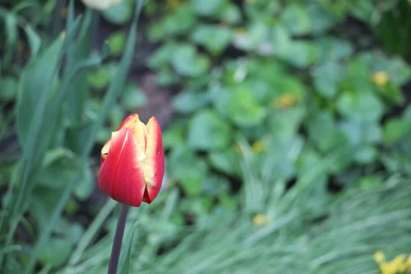 Tulipán Flores Cerrar Vista — Foto de Stock