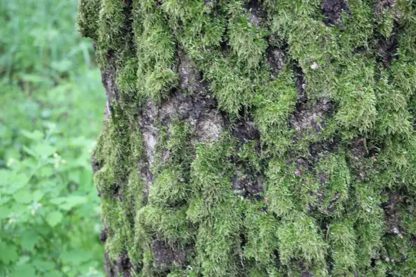 Grünes Moos Baum Aus Nächster Nähe — Stockfoto