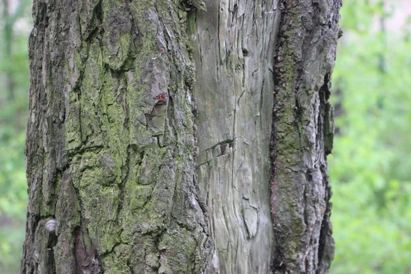 Baumstamm Nahsicht — Stockfoto