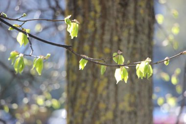 Genç tomurcuklar ve dallarda yeşil yapraklar