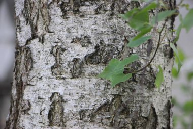 Ağaç gövdesi görünümü kapat