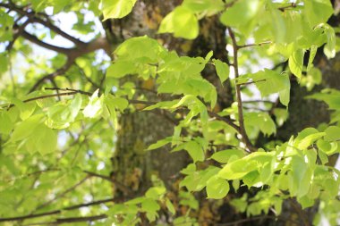 Ormanda yeşil yapraklar